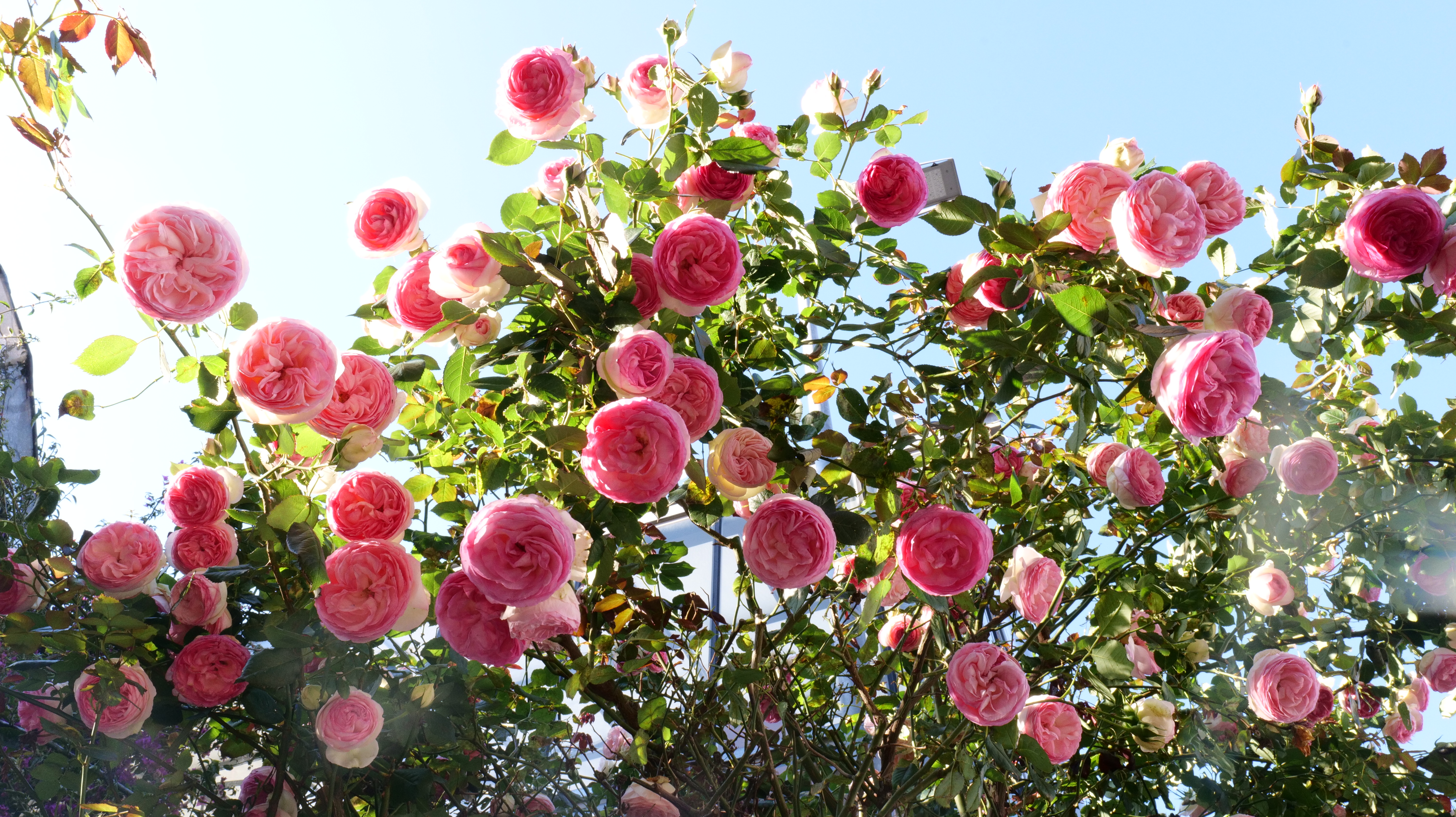 Image de Photographies personnelle